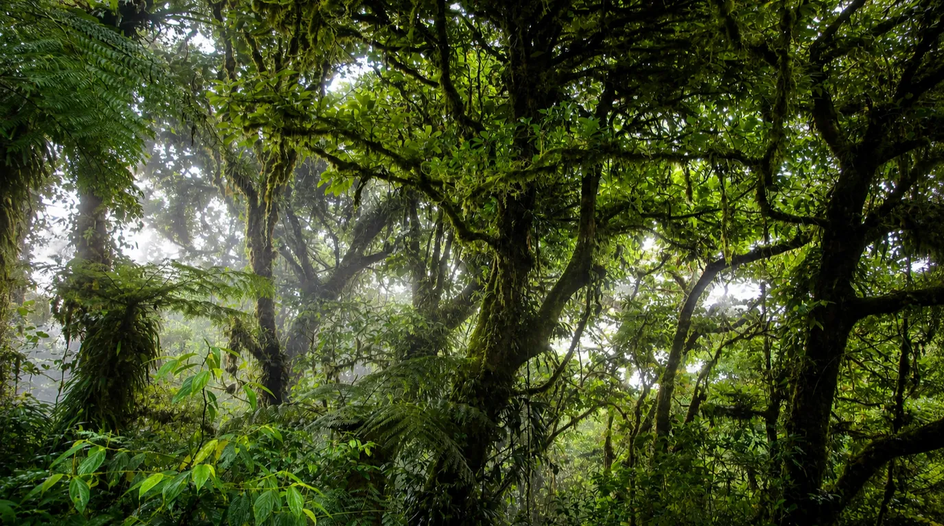 モンテベルデ雲霧林（Monteverde Cloud Forest）