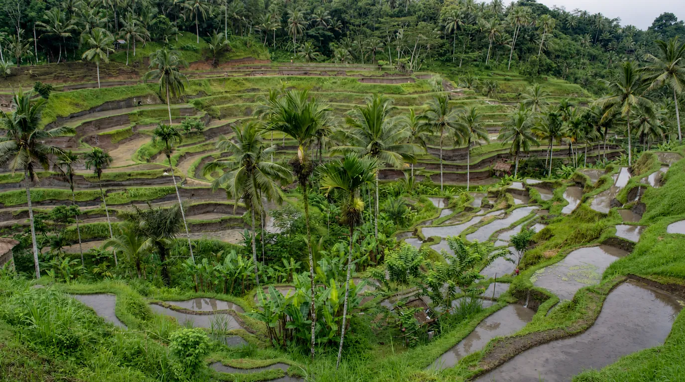 ウブド(バリ島)(Ubud, Bali)